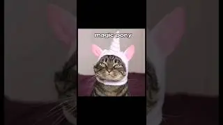 Chipi Chipi Daba Daba #webm #приколы #cat #mem #мемы #коты #животные