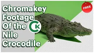 Nile Crocodile Green Screen Footage | Chromakey Animal Assets