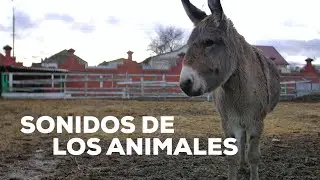 Sonidos de los animales