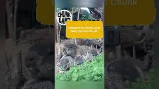Welcome to Chunk Land Baby Sprouts Chunk!