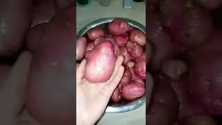 Молодая картошка, проверяем урожай