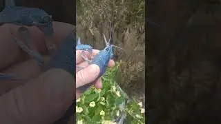РЕДКИЙ ГОЛУБОЙ РАК