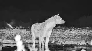 -WARNING GRAPHIC- Badly injuried spotted hyena -Africam Sighting - Ol Donyo Cam (January 13 2023)