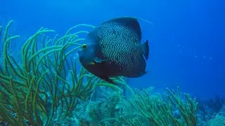 Diving in Curaçao | Best Dive Site | Caribbean