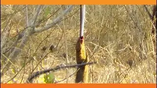 Mongoose Uses Snake as a Swing