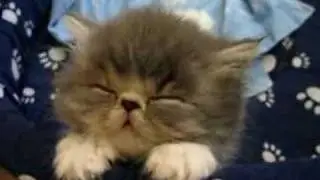 Sleepy Kitten can't keep awake.