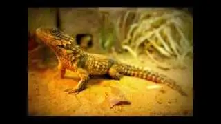Топ 10 самых странных животных Земли.wmv (SD)