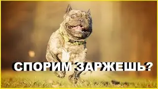 РЖАКА | ТЕСТ НА ПСИХИКУ, ПОПРОБУЙ НЕ ЗАСМЕЯТСЯ, а у тебя не получится!