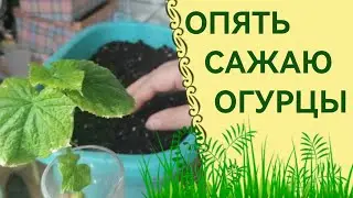 Огород на балконе, на 30 июля. Опять сажаю огурцы!)
