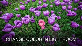 Change color of one flower in Lightroom