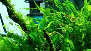 @aquarium@aquafish@akvariumbaliqlari@akvarium