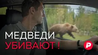 Репортаж из Сибири, где медведи массово нападают на людей