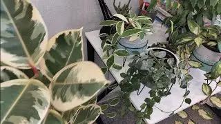 Комнатные цветы.