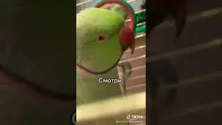 Говорящий ожереловый попугай Ричи