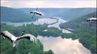 Кочующие птицы...