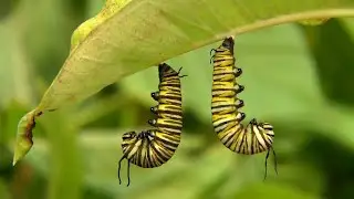 Metamorphosis/Complete Life Cycle Of A Monarch Butterfly/Documentary/carlos marabillo