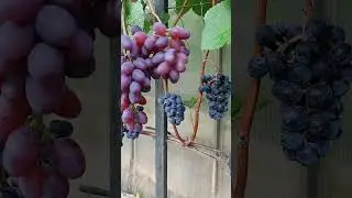 Кишмиш Запорожский на 1 сентября