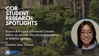 CCIR Student Spotlights: Amy on Effects of Circular RNAs on Aerobic Glycolysis Regulation