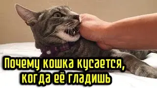 Почему кошка кусается, когда её гладишь