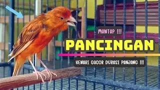 GACOR❗Suara Pancingan KENARI PaUd Cepat BeLajar BUNYI NgeriwiK || MASTERAN Kenari Paud #84