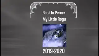 Good Bye My Little Rogu Rest In Peace....