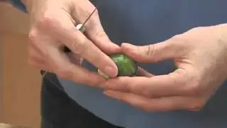 How to Trim Brussels Sprouts.flv