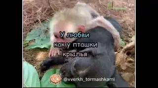 У любви как у пташки крылья.Приколы с животными/говорящие животные/юмор.2022 .
