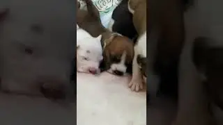 Арчи,Дизель,Ким..кушают.