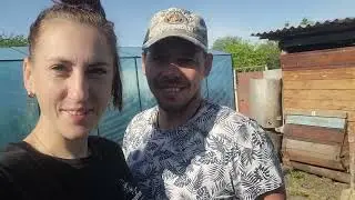 ДЕРЕВЕНСКИЕ БУДНИ \ СПАСАЮ ТЕПЛИЦУ \ СВИНЬИ ДЕРУТСЯ