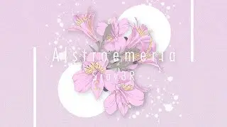 Srav3R - Alstroemeria