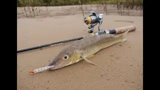 Whiting on Surface Lures | Fisho App