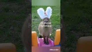 Коллекция Капибар #2 (нормальные)