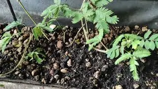 Nasti (Irganım) Hareketi - Pasif hareket