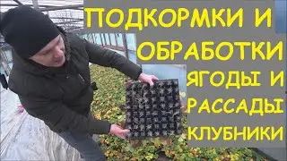КЛУБНИКА🍓: ПОДКОРМКИ, ОБРАБОТКИ ЯГОДЫ И РАССАДЫ. В гостях у канала: ЯГОДА И САЖЕНЦЫ ДОНА.