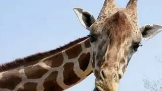 Giraffes at the San Diego Zoo (in HD)