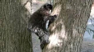 Porcupine Climbing Tree in VT