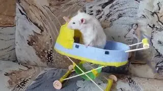 Крыс Семён гуляет на диване