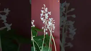 Цветение Драгоценной Орхидеи Лудизия