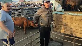 BERUNIY MOL QÒY BOZOR NARXLARI 14_05_2023