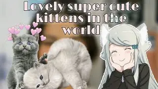 lovely super cute kittens in the world 💕