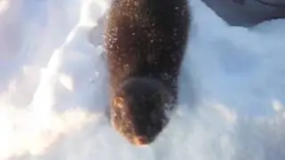 Резвая норка