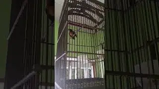 Perkembangan k.muncang pasca mabung