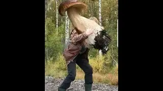 За белыми грибами!!Где же грибы?