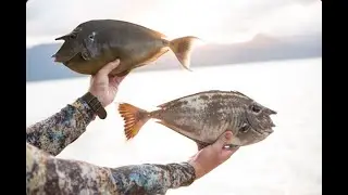 Spearfishing UNICORN FISH - Catch, Clean, and Cook Fish Tacos