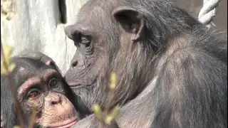 RESEARCH NEWS: Apes Remember Friends They Haven't Seen for Decades