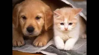 Котята и щенки