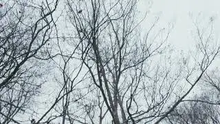 Winter forest exploration, young adventurer in tranquil woods