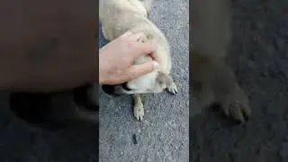 Боєць ЗСУ і собака