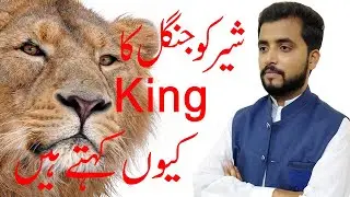 Why  the lion king Of the jungle | by Muhammad Umar | Hindi/Urdu