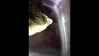 Cloud chamber with uranium ore inside